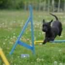 Agility Attilával (Fotó: Nagy Mária)