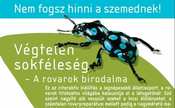 Végtelen sokféleség - A rovarok birodalma