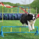 Agility - Hobby Kutyások részére (Fotó: Nagy Mária)