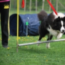 Agility - Hobby Kutyások részére (Fotó: Nagy Mária)