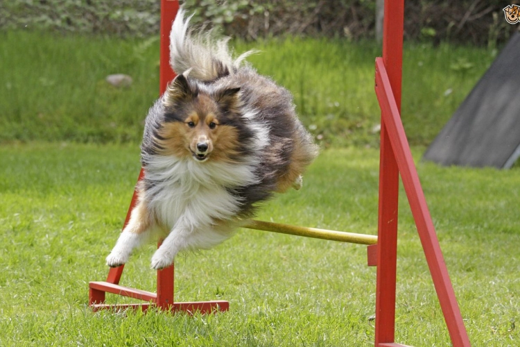 IV. Szigetköz Agility Kupa