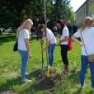 Faültetés az Idősök otthonában