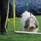 Agility - Hobby Kutyások részére (Fotó: Nagy Mária)