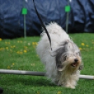 Agility - Hobby Kutyások részére (Fotó: Nagy Mária)