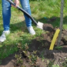 Faültetés az Idősök otthonában