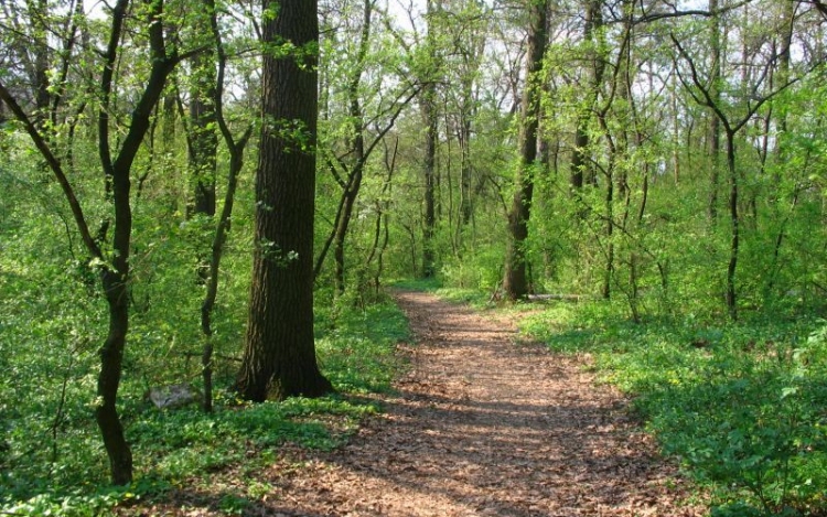 Erdő-Natura támogatás