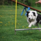 Agility - Hobby Kutyások részére (Fotó: Nagy Mária)