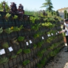 Entente Florale Day Mosonmagyaróvár - Virágzó Város Mosonmagyaróvár (Fotó: Bánhegyi István)