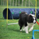 Agility - Hobby Kutyások részére (Fotó: Nagy Mária)