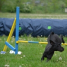 Agility Attilával (Fotó: Nagy Mária)