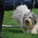 Agility - Hobby Kutyások részére (Fotó: Nagy Mária)