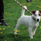 Agility - Hobby Kutyások részére (Fotó: Nagy Mária)