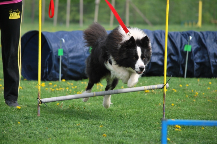 Agility - Hobby Kutyások részére (Fotó: Nagy Mária)