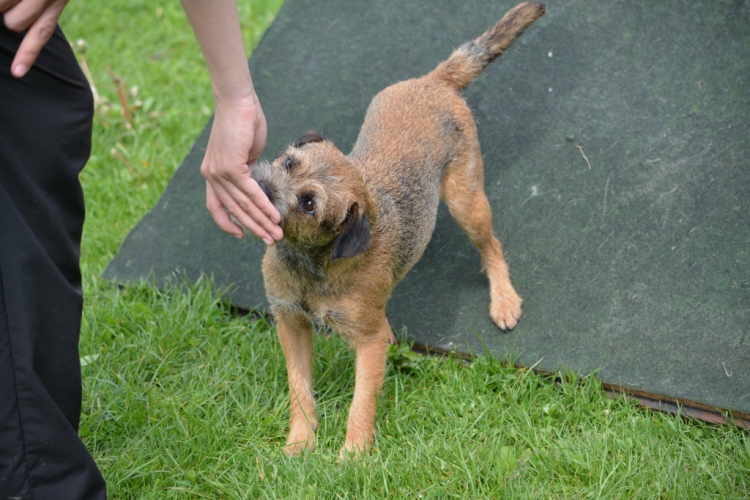 Agility Attilával (Fotó: Nagy Mária)