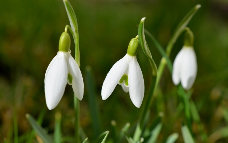 Február első napjaiban akár 15 foknál melegebb is lehet