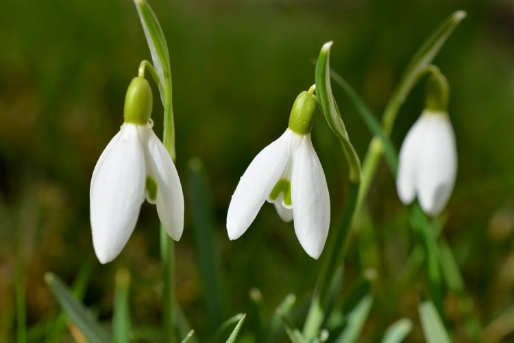 Február első napjaiban akár 15 foknál melegebb is lehet