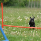 Agility Attilával (Fotó: Nagy Mária)