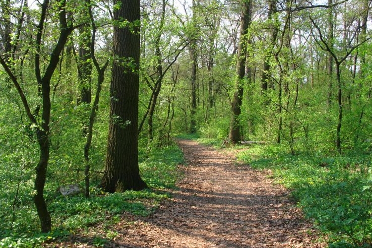 Erdő-Natura támogatás