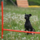 Agility Attilával (Fotó: Nagy Mária)