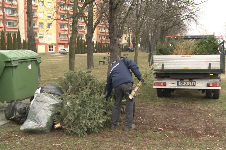 Megkezdték a fenyőfák begyűjtését