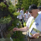 Entente Florale Day Mosonmagyaróvár - Virágzó Város Mosonmagyaróvár (Fotó: Bánhegyi István)