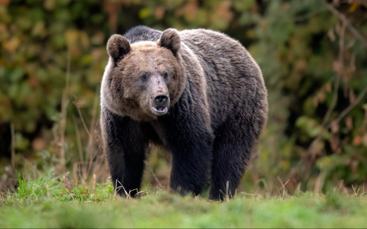 Juhászra támadt egy medve az erdélyi Maros megyében