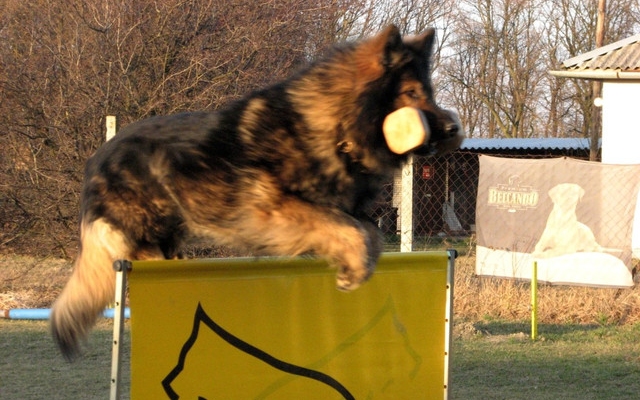 Agility - Hobby kutyások részére Mosonmagyaróváron!