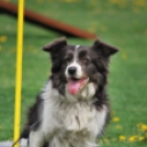 Agility - Hobby Kutyások részére (Fotó: Nagy Mária)