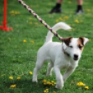 Agility - Hobby Kutyások részére (Fotó: Nagy Mária)